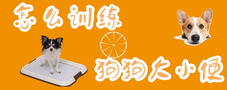 怎样练习狗狗巨细便