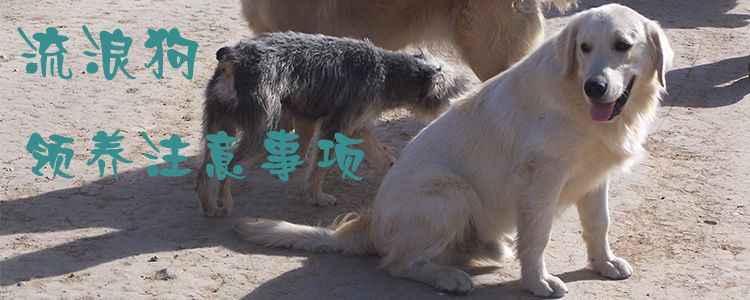 流落狗领养注沉事项