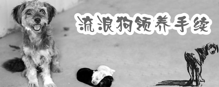 流落狗领养手续