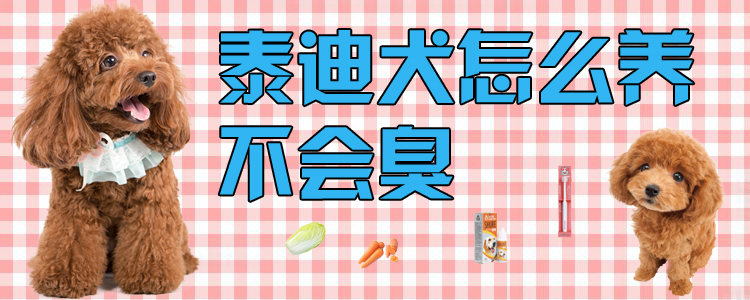 泰迪犬怎样养不会臭