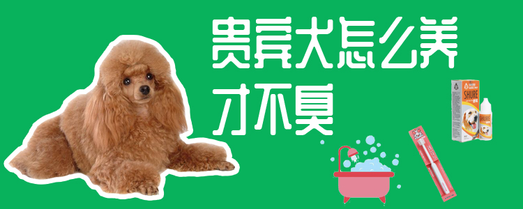 客人犬怎样养才不臭