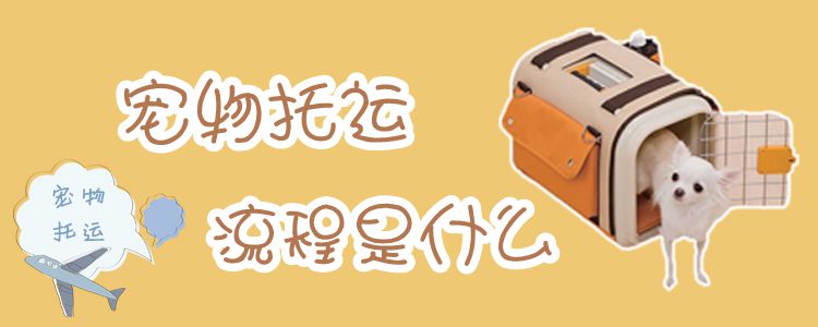 宠物托运过程是什么