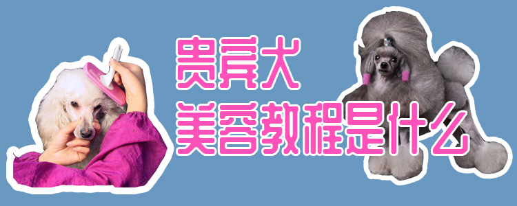 客人犬美容教程是什么