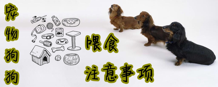 宠物狗狗喂食注重事项