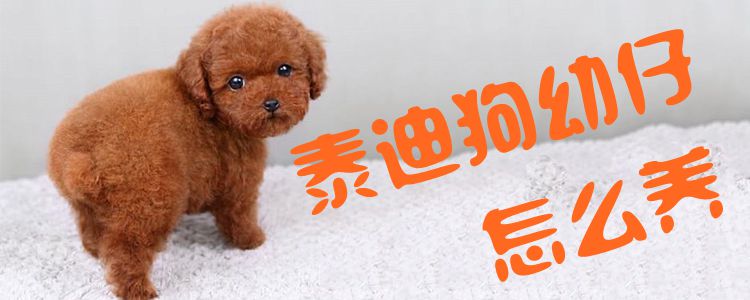 泰迪狗幼仔怎样养1