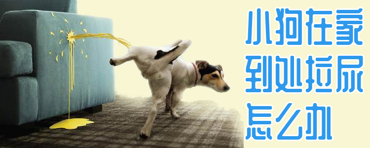 小狗在家四处拉尿怎样办