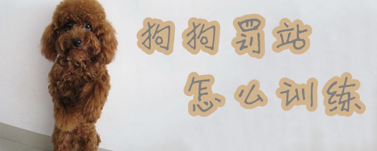 狗狗罚站怎样练习