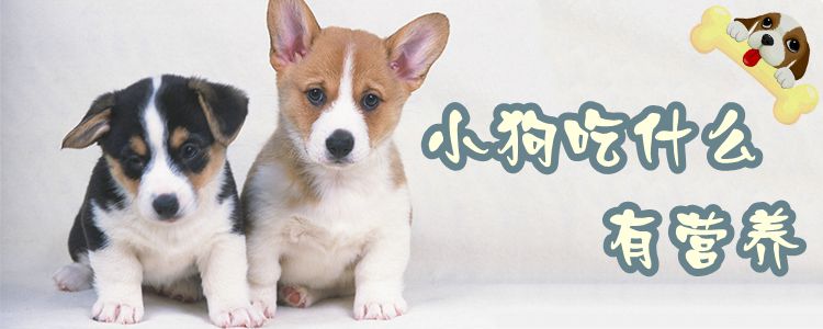 小狗吃什么有养分