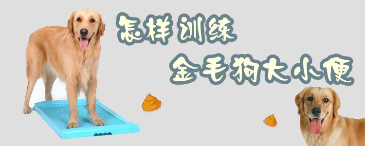 何如熟习金毛狗巨细便
