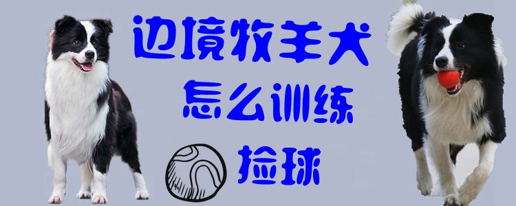 ?边疆牧羊犬怎样练习拣球1