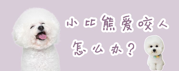 小比熊爱咬人怎样办