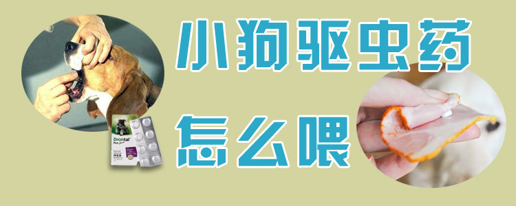 小狗驱虫药怎样喂
