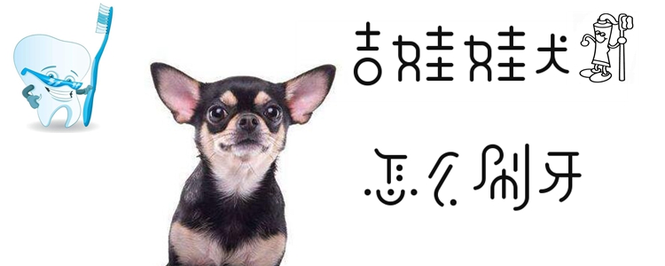 吉娃娃犬何如刷牙