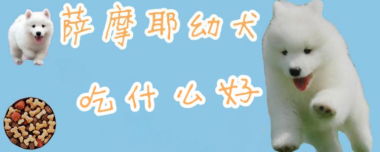 萨摩耶幼犬吃什么佳1