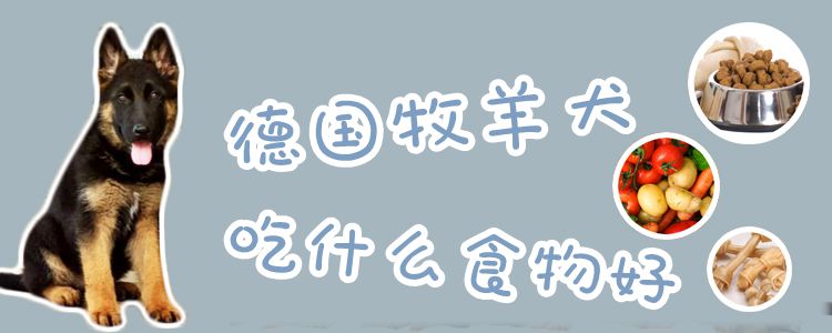 德国牧羊犬吃什么食物佳