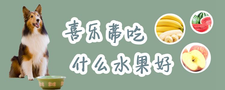 喜乐蒂吃什么生果佳