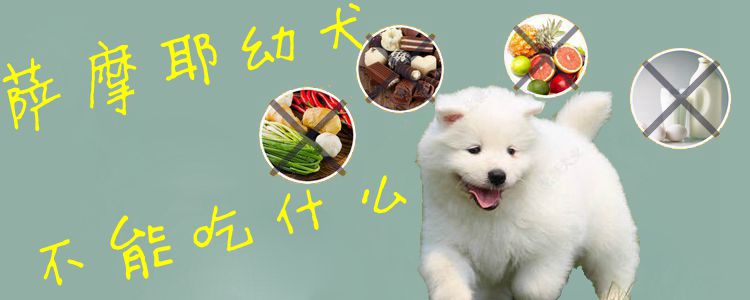 萨摩耶幼犬不行吃什么1