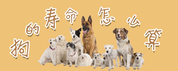 狗的寿命怎样算