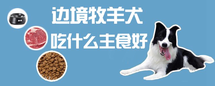 边疆牧羊犬吃什么主食好1