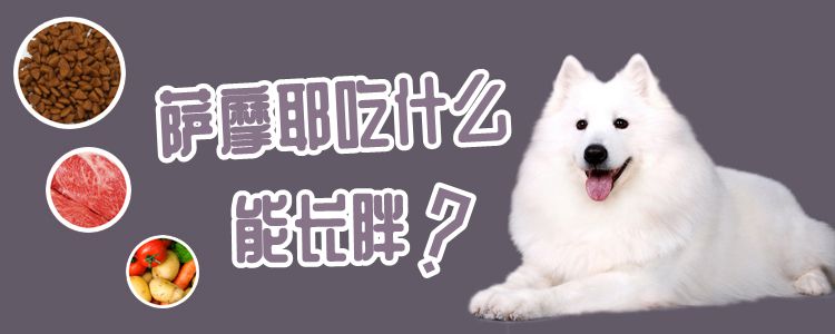 萨摩耶吃什么能长肥