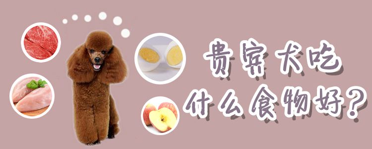 客人犬吃什么食物佳