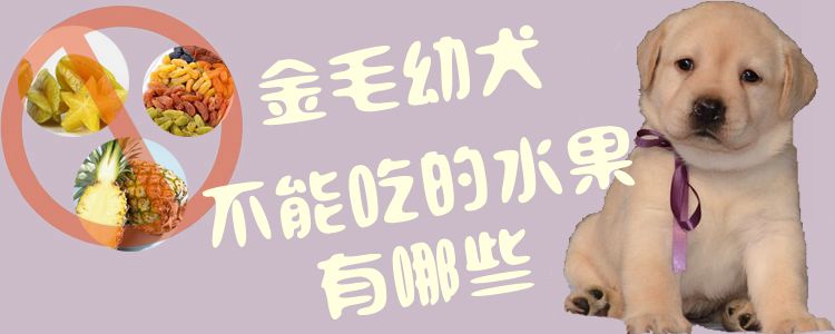 金毛幼犬没有能吃的生果有哪些2