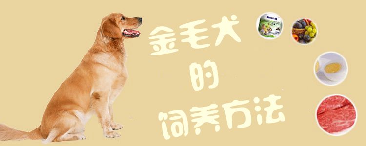 金毛犬的豢养方式1