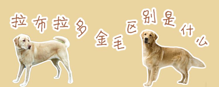 拉布拉多和金毛辨别