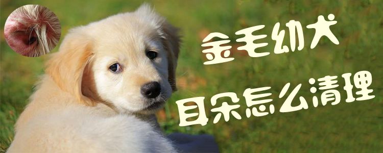 金毛幼犬耳朵怎样清算1