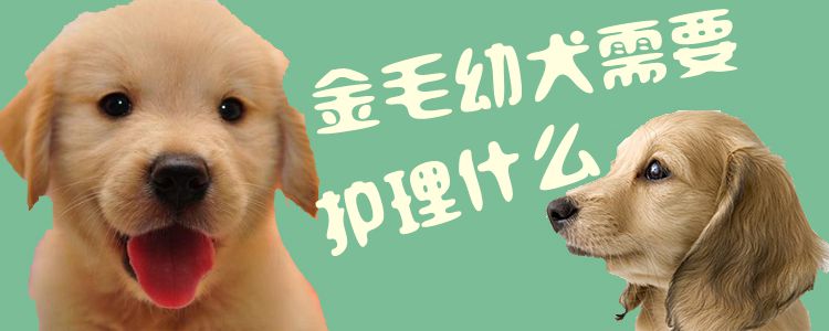 金毛幼犬须要瞅护什么1