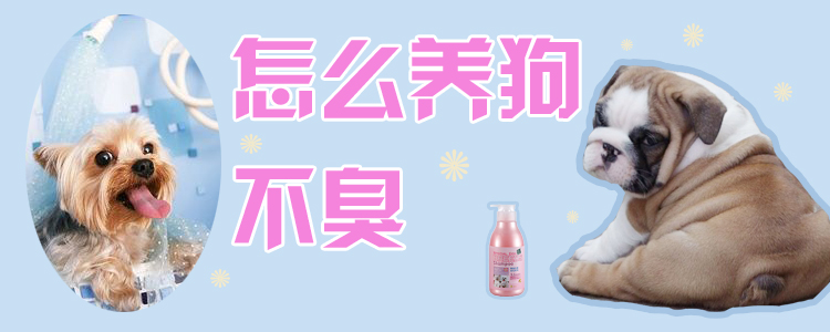 怎样养狗不臭