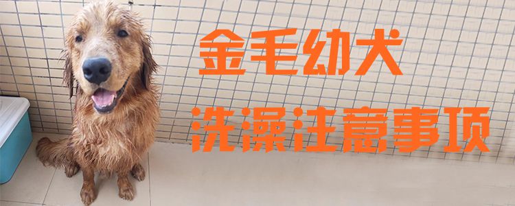 金毛幼犬沐浴注重事项1