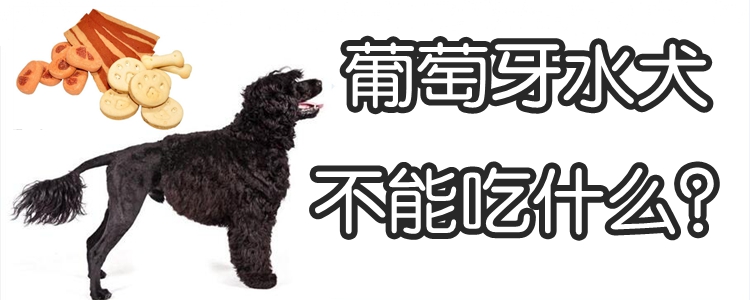葡萄牙水犬没有能吃什么