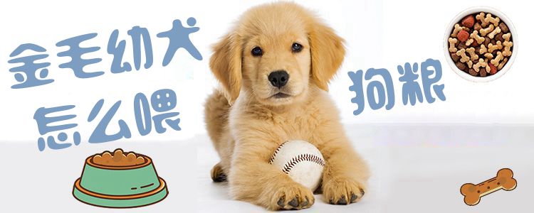金毛幼犬怎样喂狗粮1