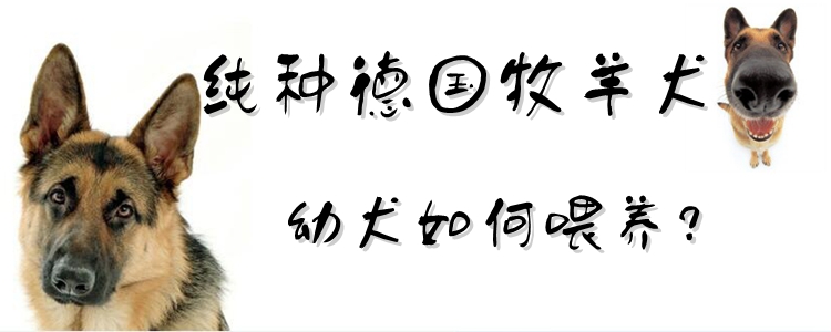 纯种德国牧羊犬幼犬怎么样豢养
