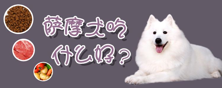 萨摩犬吃什么佳