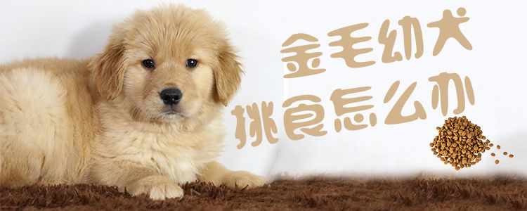 金毛幼犬挑食怎样办1