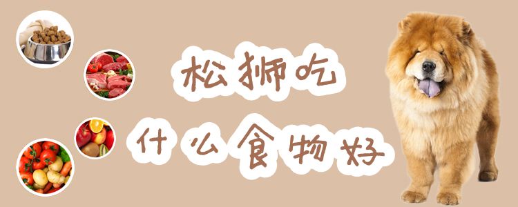 松狮吃什么食物佳