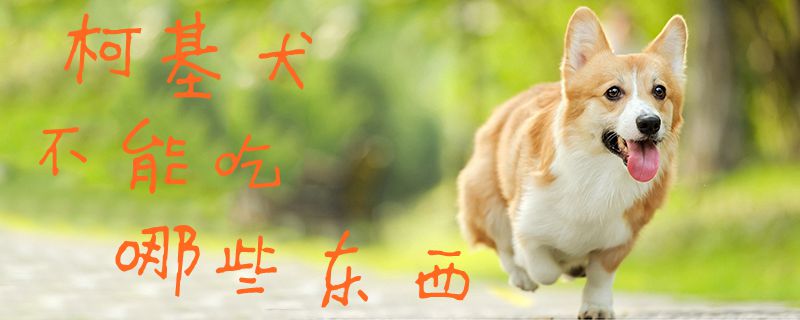 柯基犬没有能吃哪些物品1