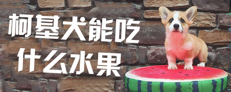 柯基犬能吃什么生果1