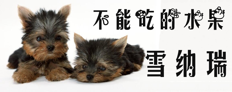 雪纳瑞没有能吃的生果有哪些