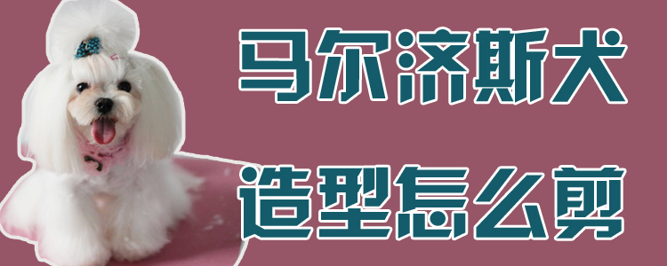 马我济斯犬造型怎样剪