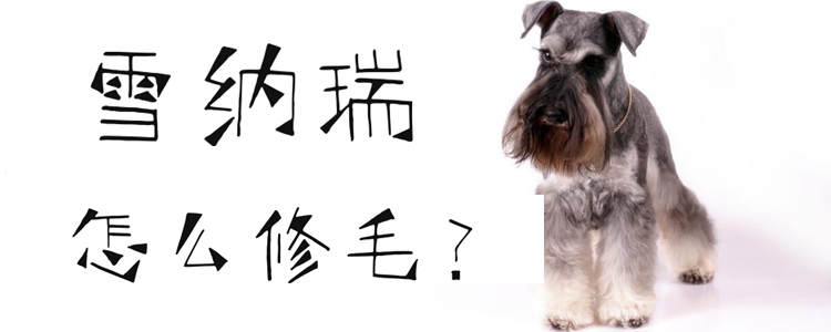 雪纳瑞怎样建毛