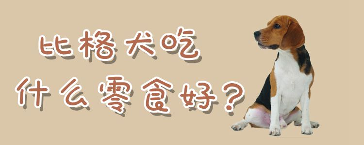 比格犬吃什么零食佳