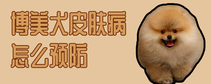博美犬皮肤病怎样防止