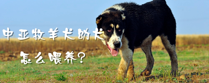 中亚牧羊犬幼犬怎样豢养