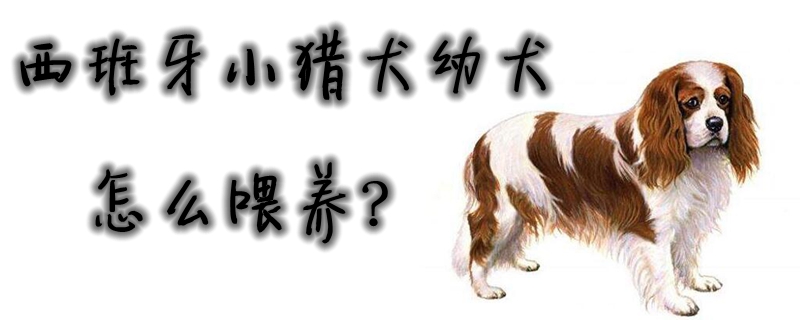 西班牙小猎犬幼犬怎样豢养