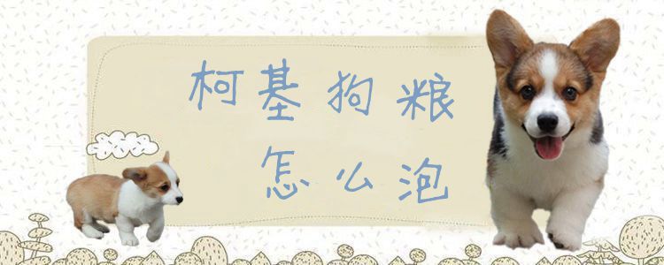 柯基狗粮怎样泡