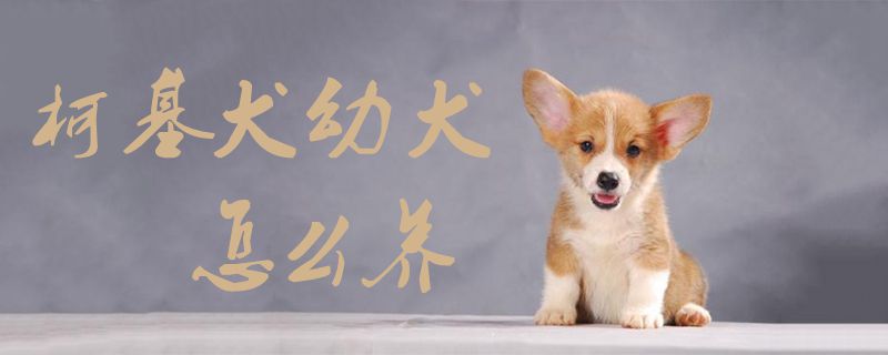 柯基犬幼犬怎样养1