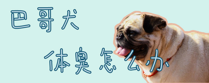 巴哥犬体臭怎样办